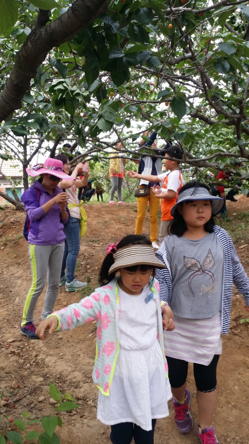 ‘신사모’, 앵두 따기 활동 조직